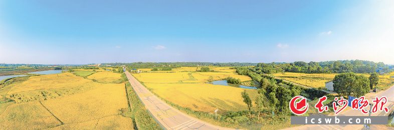作为远近闻名的农业大镇，双江口镇拥有万亩级的优质稻生产基地。陈飞 摄
