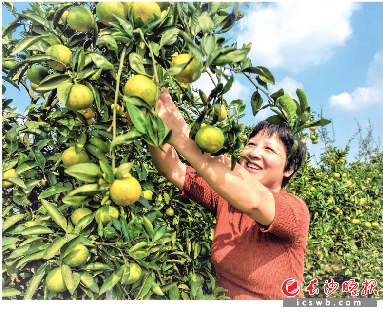 双江口镇左家山村5000亩柑橘大丰收，村民开心采摘。陈飞 摄