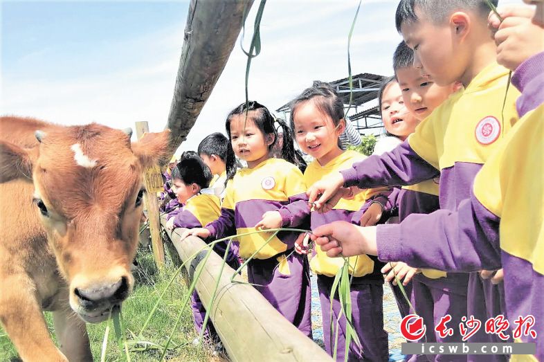 在落户双江口镇的优卓牧业花海牧场里，小朋友们和小奶牛亲密接触。刘静 摄