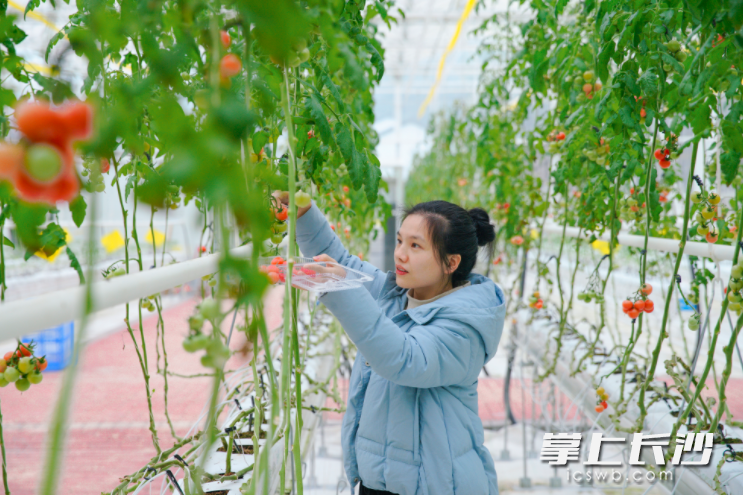 新明村有机谷小番茄，引得游客纷纷驻足采摘。长沙晚报通讯员章帝 摄