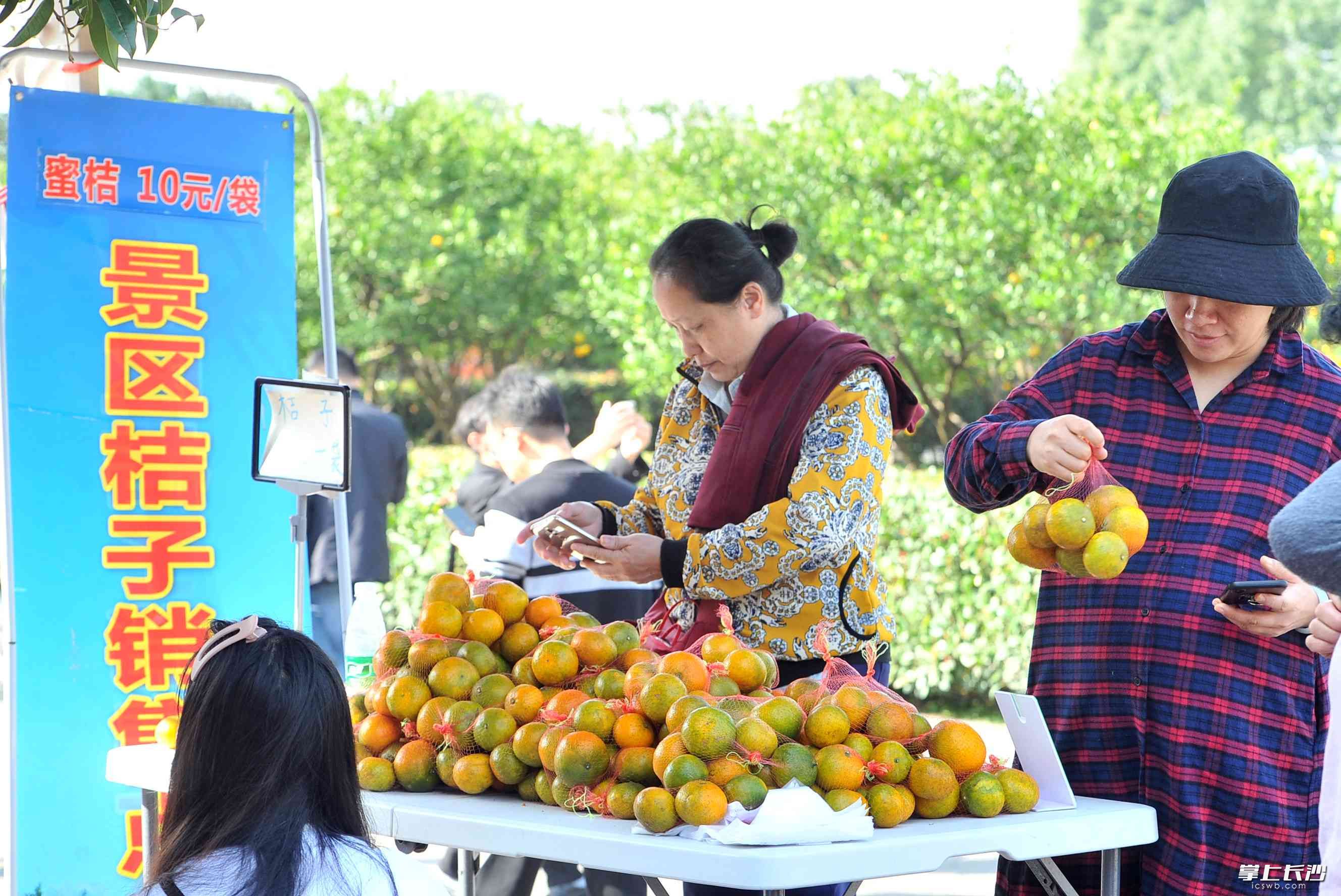 秋日，橘子洲上美橘丰收，游客在扫码买橘子。长沙晚报全媒体记者 贺文兵 摄