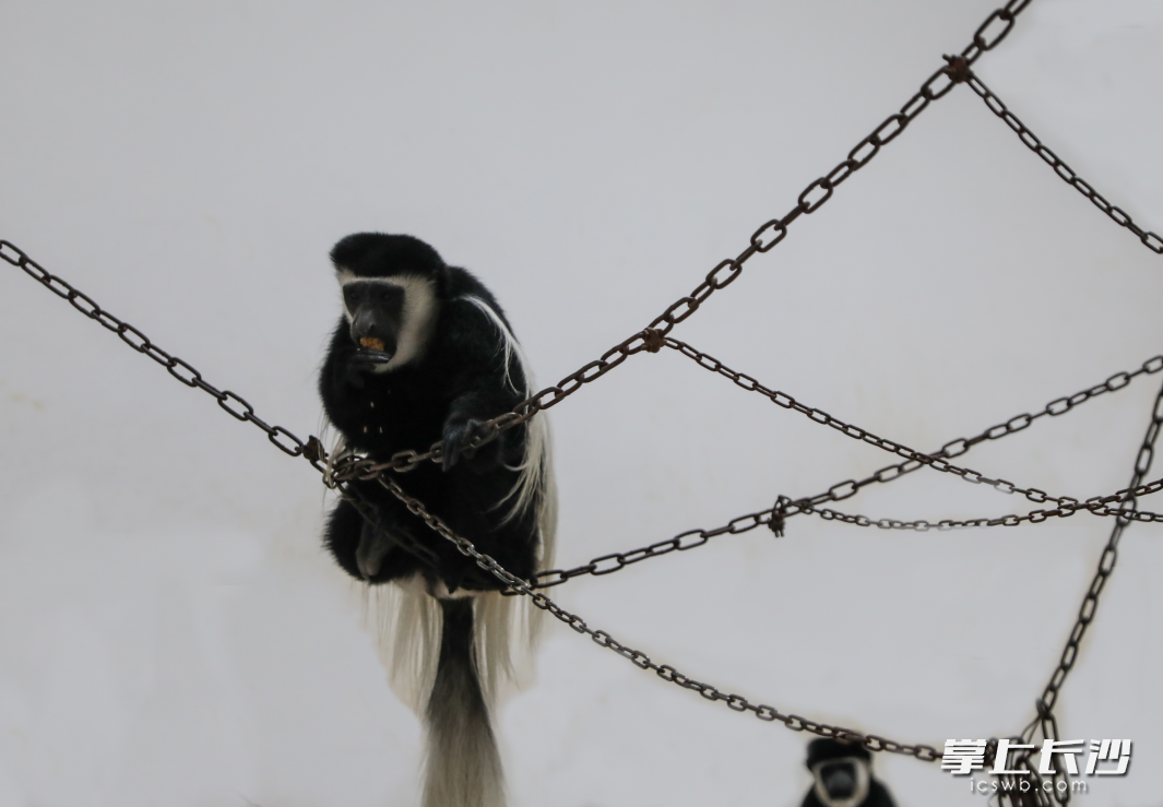 俏皮的黑白疣猴正在品尝着“特殊的元宵”