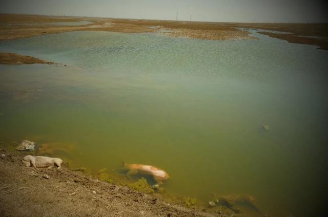 黄河内蒙古达拉特旗段“国堤”内侧的几头死猪。半月谈记者 贾立君 摄