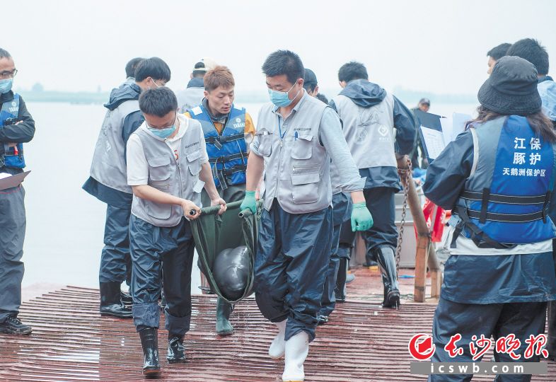 水上体检平台上，时间就是生命，两拨工作人员步履匆匆地擦肩而过，一边是把刚刚做完体检的长江江豚送回天鹅洲故道，一边是将捕捞上来的江豚送去体检。