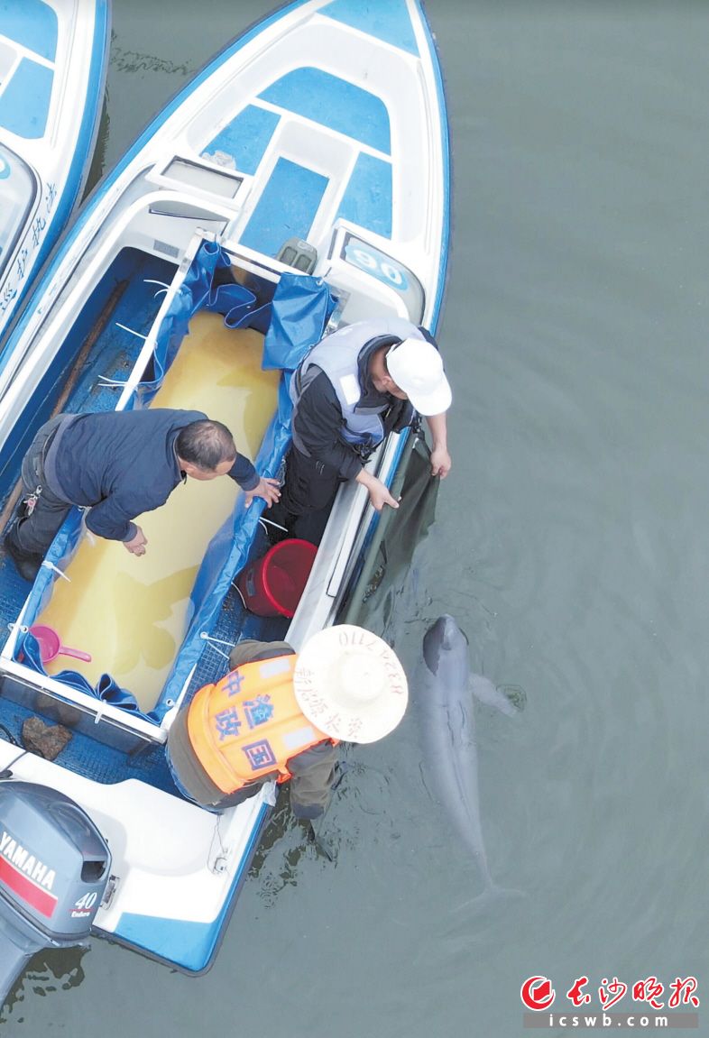 中国渔政和护豚工作人员一起把体检完的江豚放回长江。