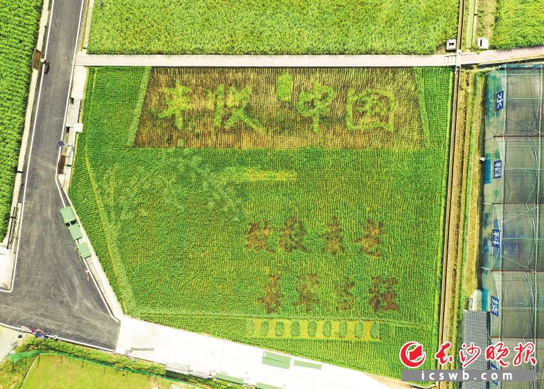 2021年中国农民丰收节湖南主场活动之一“国之大者——稻作文化与粮食安全论坛”在长沙县举办，论坛观摩现场为路口镇隆平稻作公园。章帝 摄