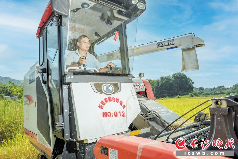 随着流转的860亩稻田全部进入丰收时节，茶林种植专业合作社负责人谭新龙每天在田间工作10个小时以上。