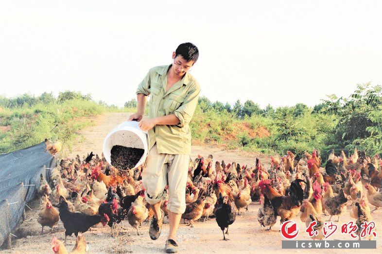 在宁乡市流沙河镇荷林社区，三名返乡创业的大学生成立了归湘农人公司养殖土鸡。 张禹 摄