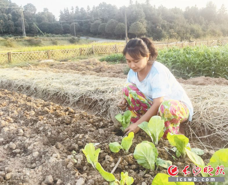 5日清早，吴宇便开始下地种菜了。回乡创业多年，如今她创办的慢享农庄已发展会员200多人。长沙晚报通讯员 梁焕鑫 摄