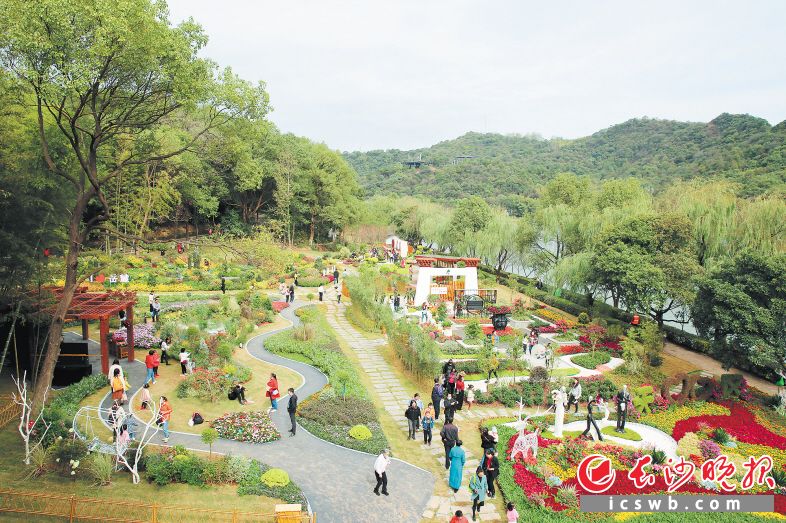 　　2021年湖南省花木博览会的室外展区，绿意盎然，花海连绵。　　均为长沙晚报全媒体记者陈飞摄