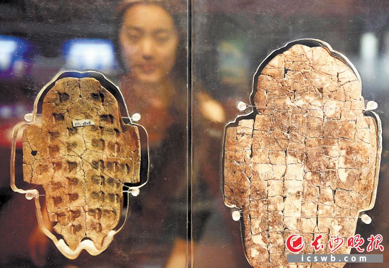 　　游客在河南安阳殷墟博物馆观看展出的卜甲。均为新华社发