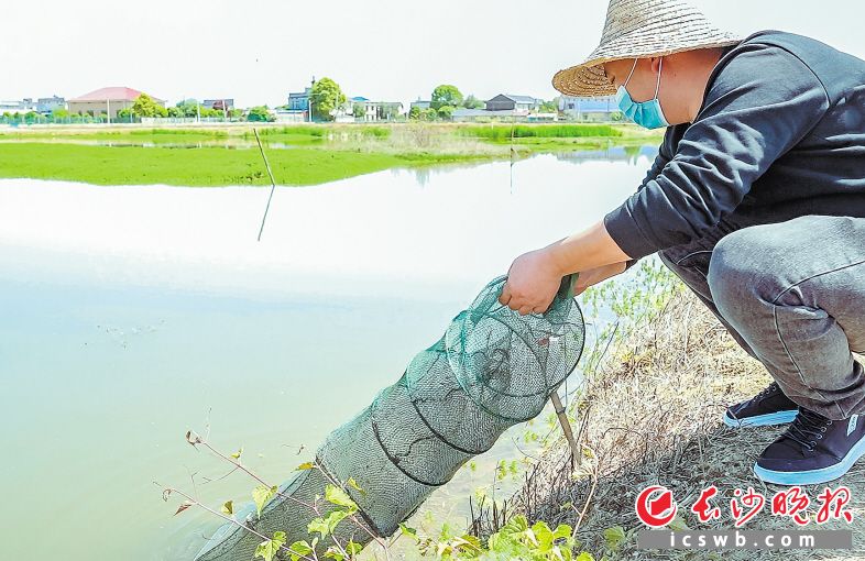 　　↑长沙县果园镇花果村，鑫韬家庭农场“掌柜”李鑫正在捕捞小龙虾。　　