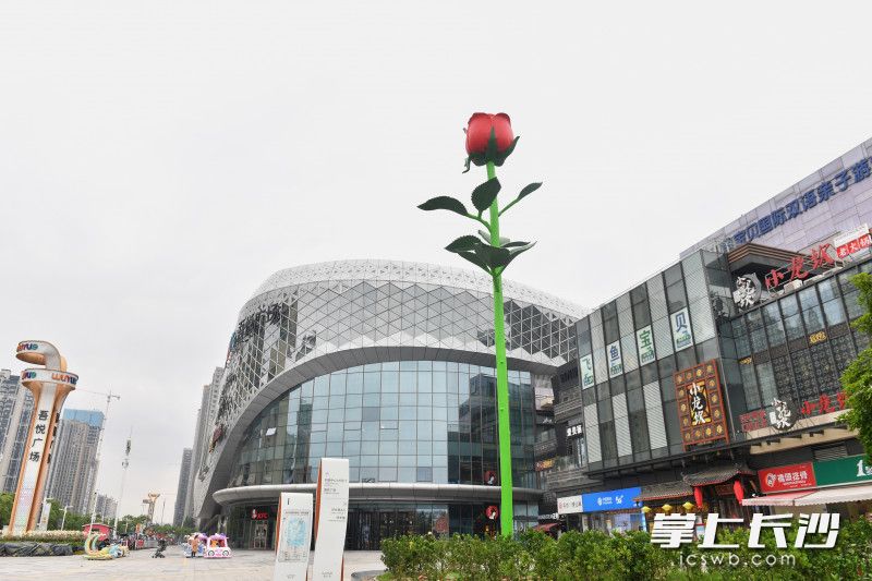 今日，松雅湖吾悦广场前，一株10米高的巨型玫瑰，见证着松雅湖商圈开启超浪漫模式。长沙晚报全媒体记者 王志伟 摄
