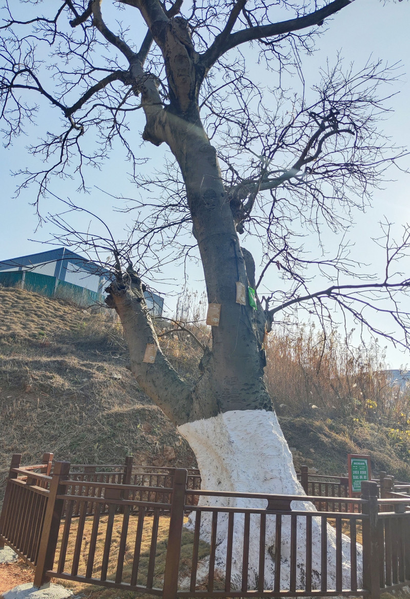 600年树龄的古树。