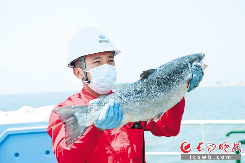 6月8日，养殖工船上的工作人员展示一条收获的大西洋鲑。    新华社发（俞方平 摄）