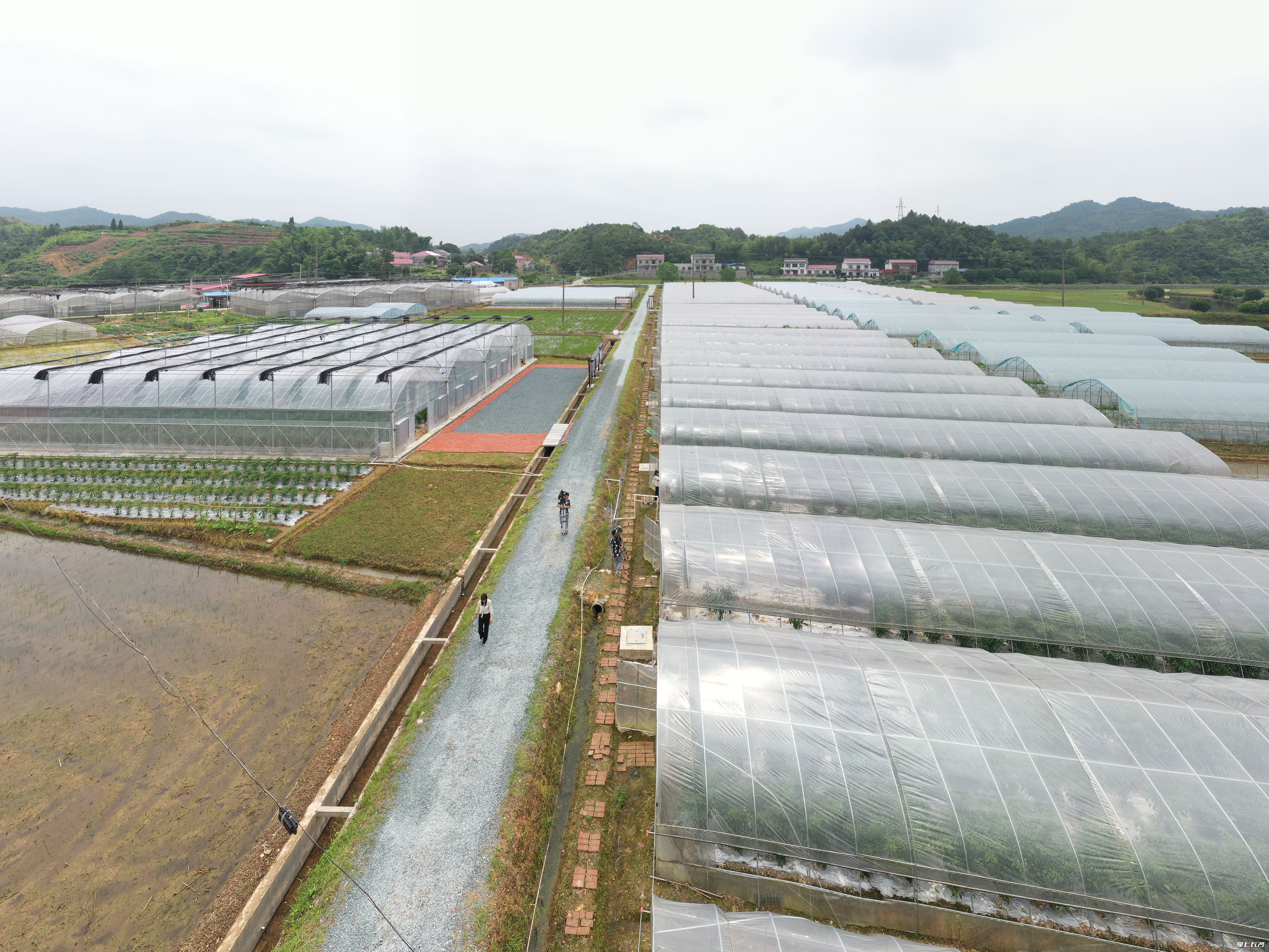 今年，葛家镇通过“公司+村集体经济合作社+农户”的方式，已种植1000多亩鸡肠子辣椒。