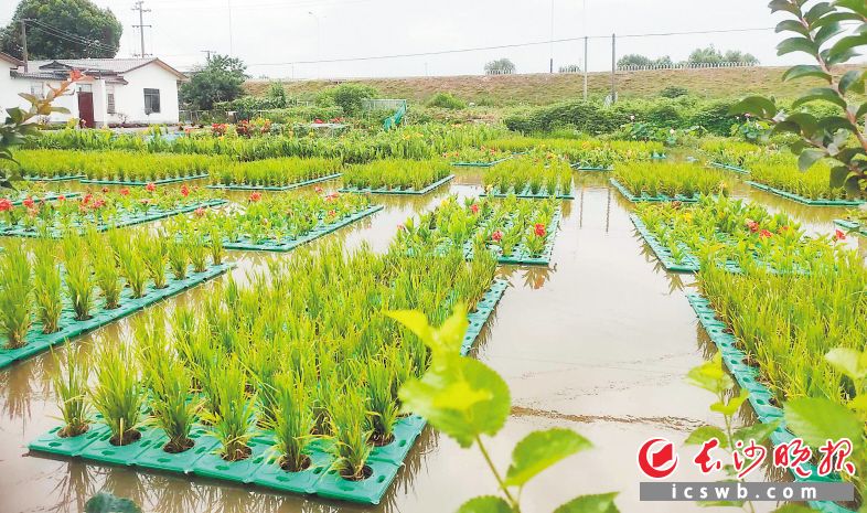 　　傅珍检的水上种植展示基地，种植了水稻、蔬菜、花卉等。　　均为长沙晚报全媒体记者 贺文兵 摄