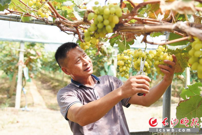 　　葡萄园内，众康种植合作社负责人唐忠剪下一串串葡萄，接待一拨拨“回头客”。　　长沙晚报全媒体记者 刘琦 摄