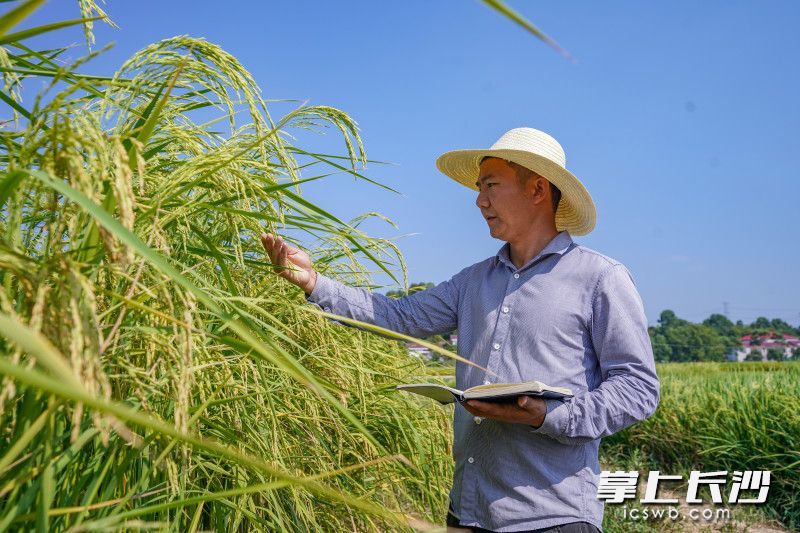 湖南省农业科学院水稻研究所研究员刘利成博士，在巨型水稻田旁观察水稻成熟情况。 长沙晚报全媒体记者 易亿 摄