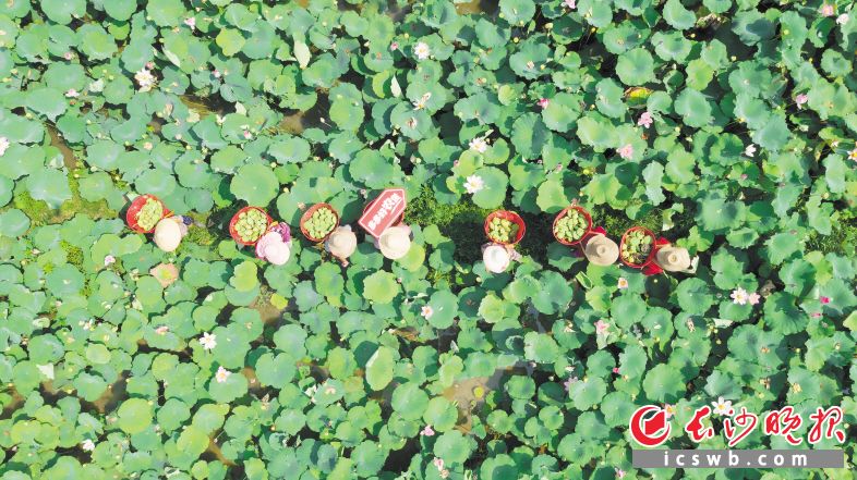 　　8月下旬，在湘潭县石鼓镇石鼓村，采莲人正在荷叶间穿行采摘新鲜莲蓬。           均为李禹达 摄