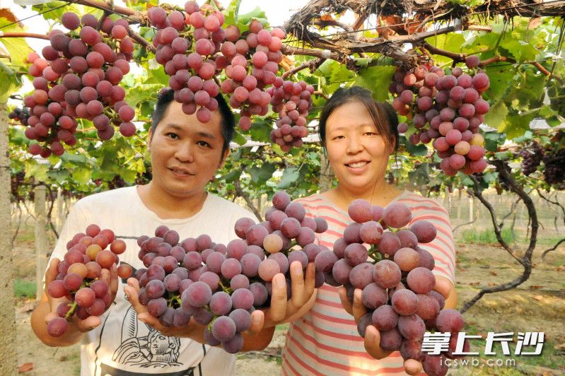 长沙县安沙镇水塘垸紫慧葡萄基地，90后小夫妻周雷、湛紫慧种植的60多亩葡萄，产值达到40多万元。