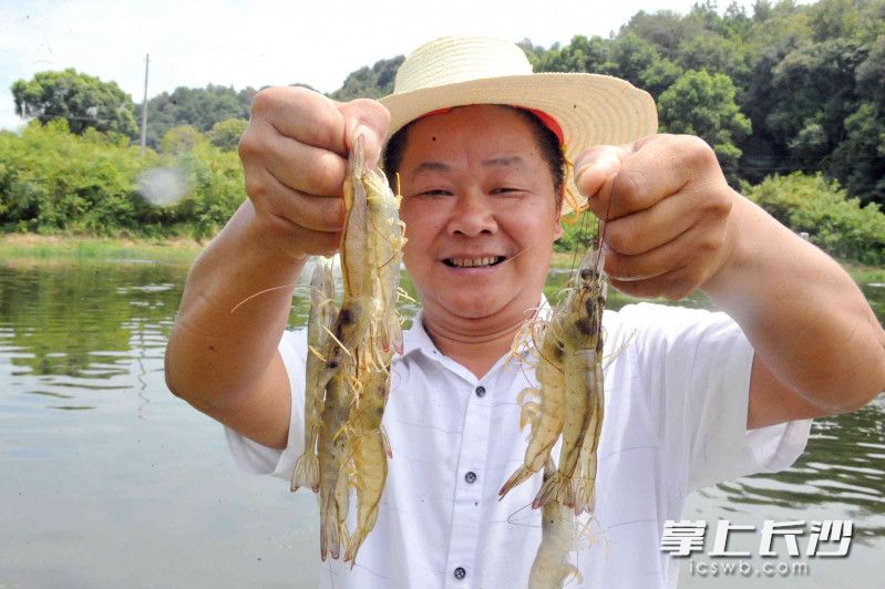 长沙县安沙镇宋家桥村，杨光炫的200多亩的南美白对虾养殖基地，产值达到400多万元。