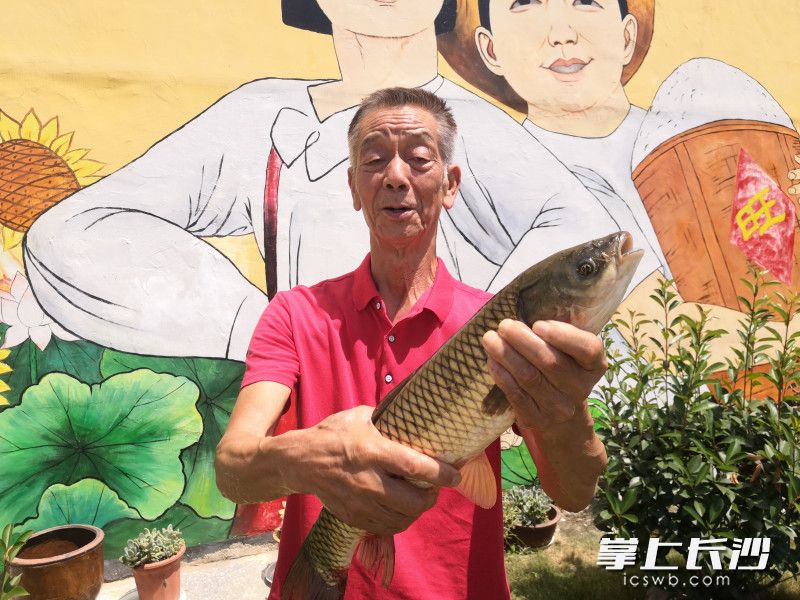 宁乡市回龙铺镇候旨亭，陈新的100多亩荷花瘦身鱼种养基地，产值达到30多万元。