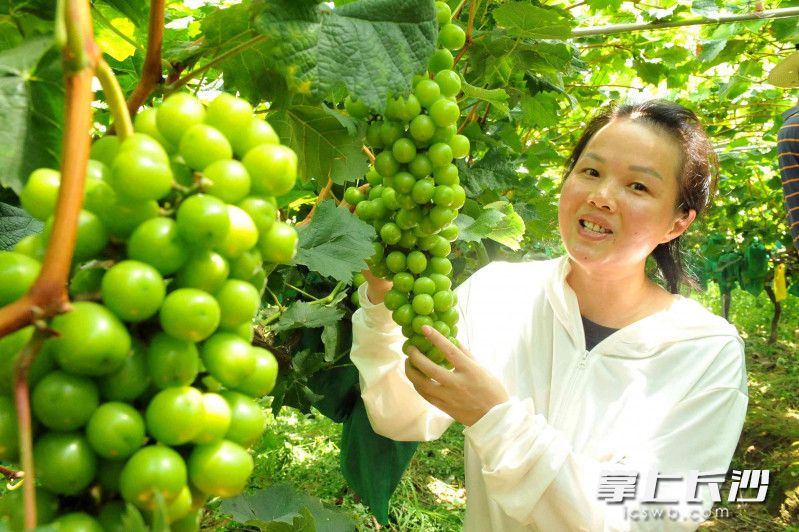 宁乡市道林镇善山岭村，易小平的50多亩尹垅葡萄种植基地，产值达到80多万元。