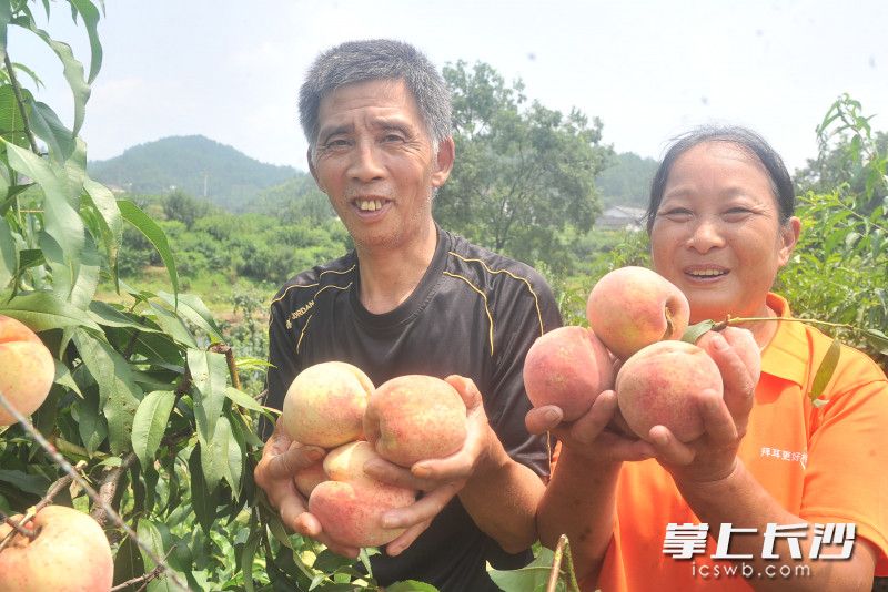 浏阳市大围山镇东门村，涂传统夫妇的50多亩水果种植基地，产值达到40多万元。