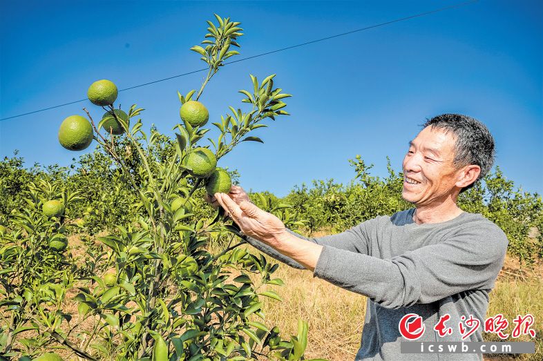 在宁乡市横市镇仁桥村果园里，种植大户叶果敏喜滋滋地看着即将成熟的黄金贡柚。