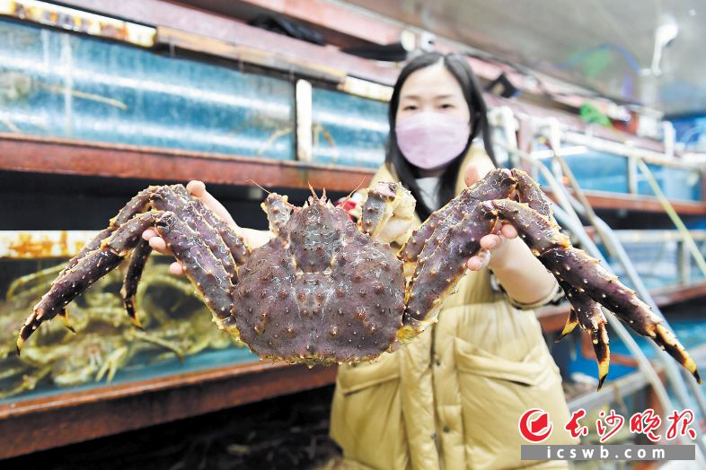 　　→海鲜经营户展示阿拉斯加的帝王蟹。　　均为长沙晚报全媒体记者 郭雨滴 摄