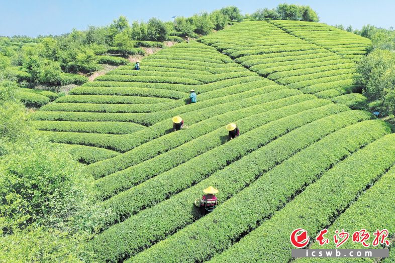 　　金井镇3万余亩茶田内，成片的茶树在春雨的滋润下竞相吐露新芽，茶农们开始了今年第一批春茶的采收。长沙晚报全媒体记者 宁霞 摄