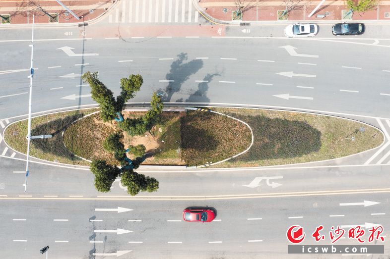 　　湘江新区岳华路路中两颗樟树被高高的土堆围起，高空俯视下去，犹如一艘小船。