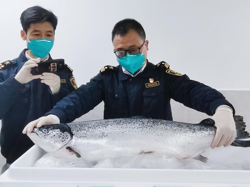 Changsha Customs workers inspect chilled salmon from Santiago, Chile, on Saturday. [Photo provided to chinadaily.com.cn]