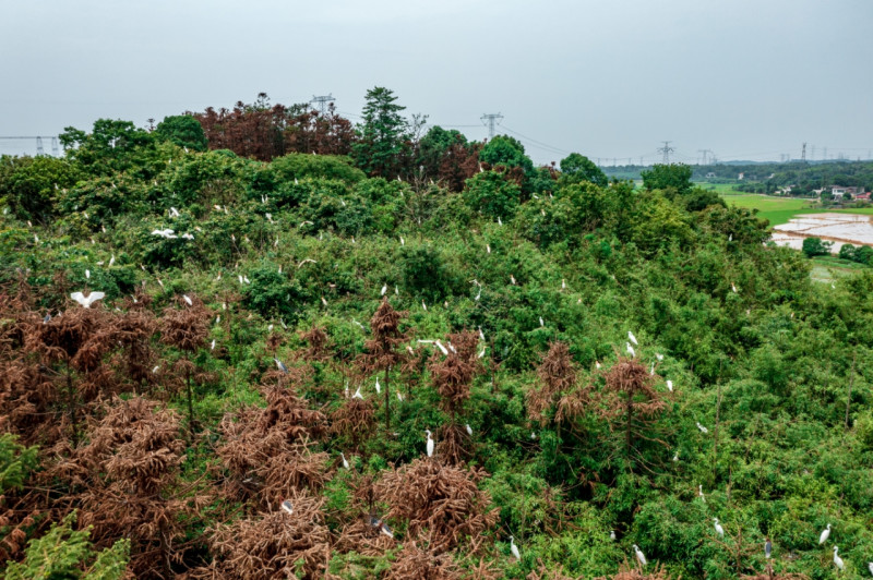 数千只“环保使者”白鹭栖息在一片树林中。