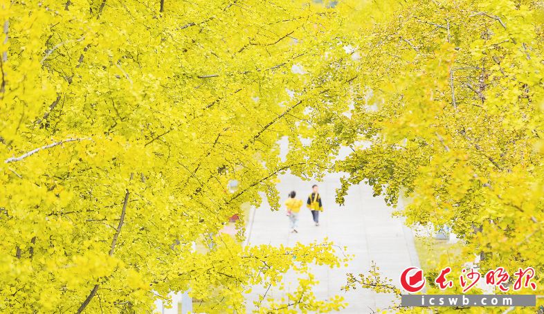近日，长沙气温低，湘府文化公园里一排排银杏开始变得金黄，迎来最佳观赏期。长沙晚报全媒体记者 邹麟 摄