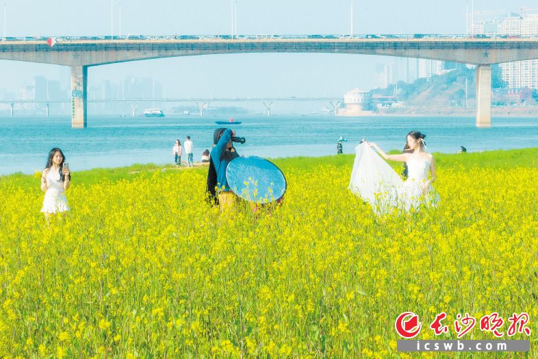 　　湘府路大桥以南的湘江东岸，市民游客在花海中记录美好时光。         长沙晚报全媒体记者 刘晓敏 摄